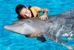 Cozumel Dolphins