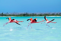 Ecotours in Cozumel Mexico