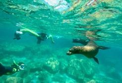 San Jose del Cabo Snorkeling