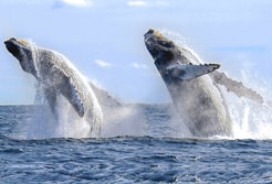 Whale Sharks Cabo San Lucas