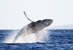 Whale Watching in Mazatlan Mexico